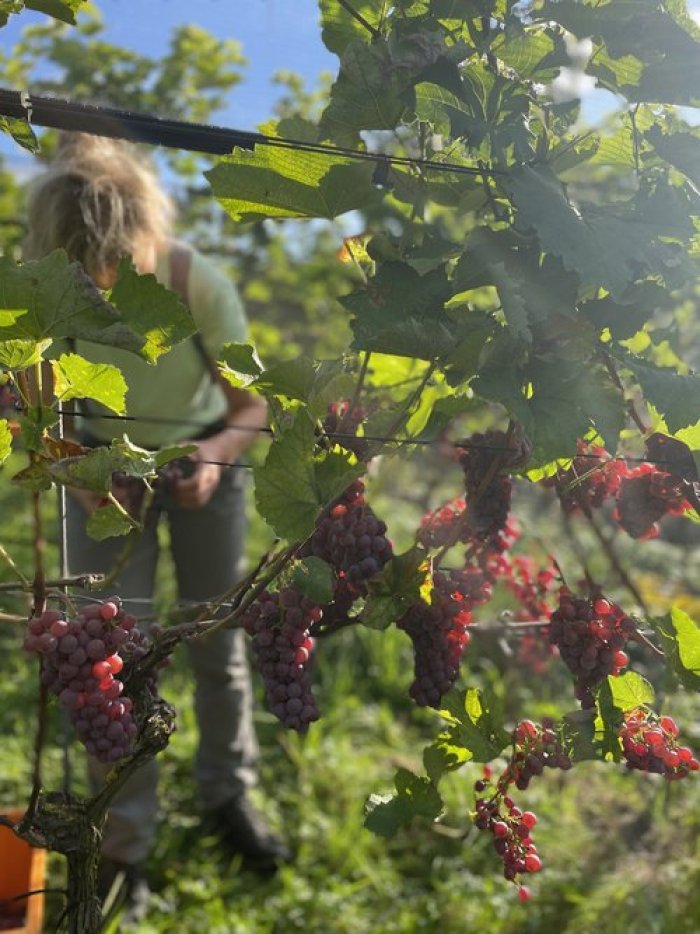 bioweingut-sitenrain_4