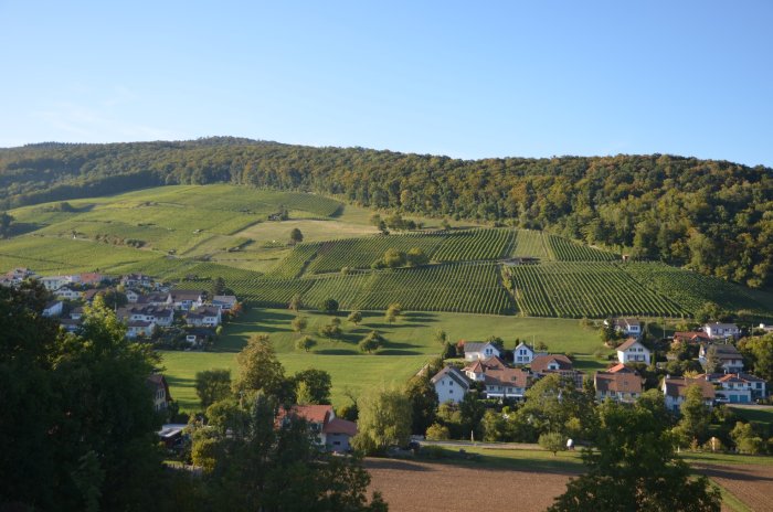 Adrians-Weingut-Weinberge