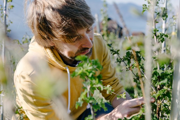domaine-dyrade-arbeiten-im-weinberg