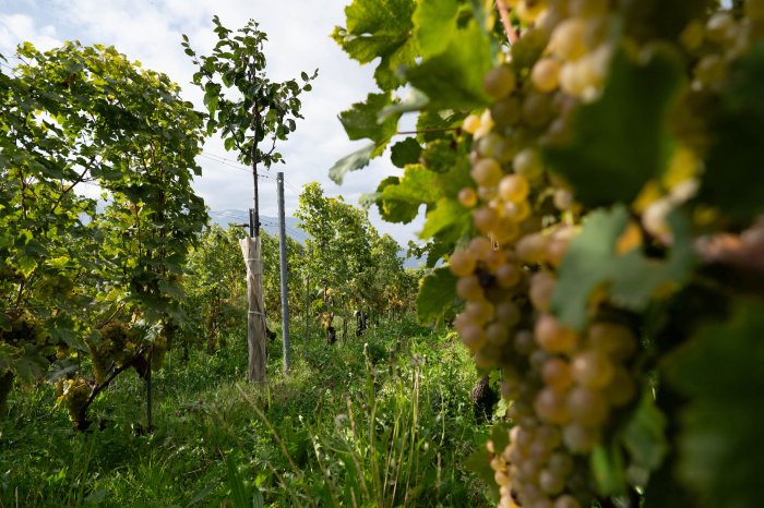 domaine-dyrade-rebstoecke