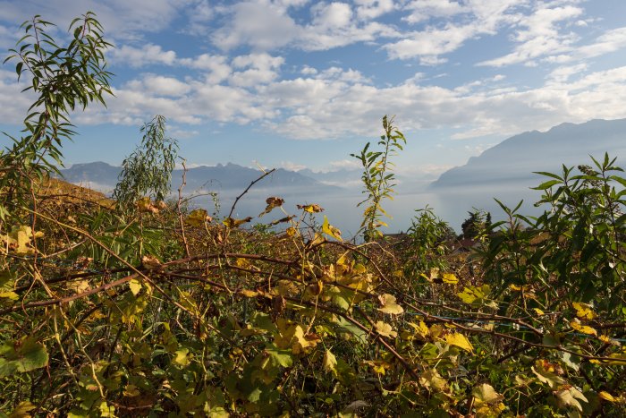 domaine-dyrade-weinberg