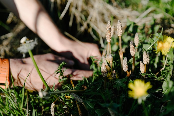 domaine-dyrades-artenvielfalt