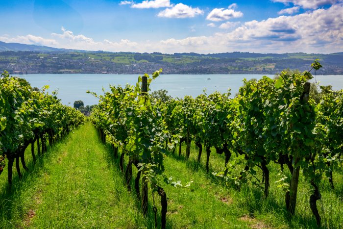 rebhalde-weinberg