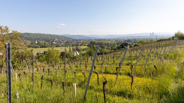 riehen-weinberg
